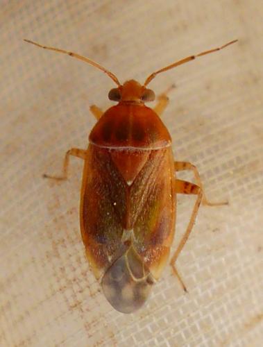 Agnocoris reclairei