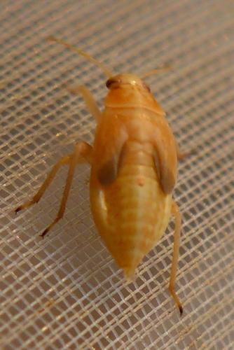 Réf. 284 132 : Agnocoris reclairei