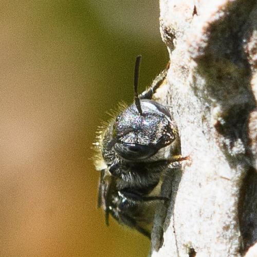 Réf. 284 029 : Hoplitis leucomelana