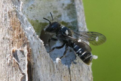 Réf. 284 030 : Hoplitis leucomelana