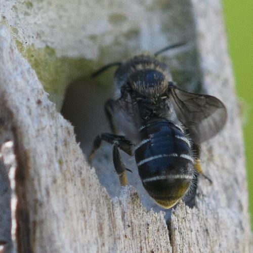 Réf. 284 032 : Hoplitis leucomelana