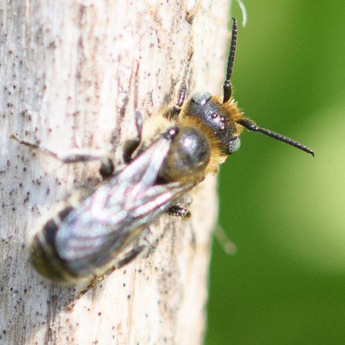 Hoplitis leucomelana