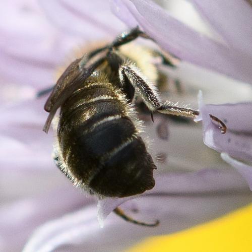 Réf. 284 348 : Hoplitis leucomelana