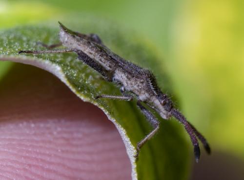 Réf. 284 105 : Coriomeris sp.