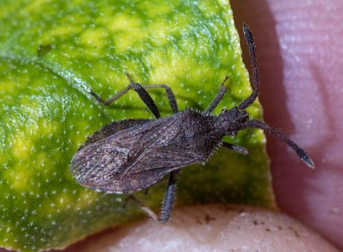 Coriomeris sp.
