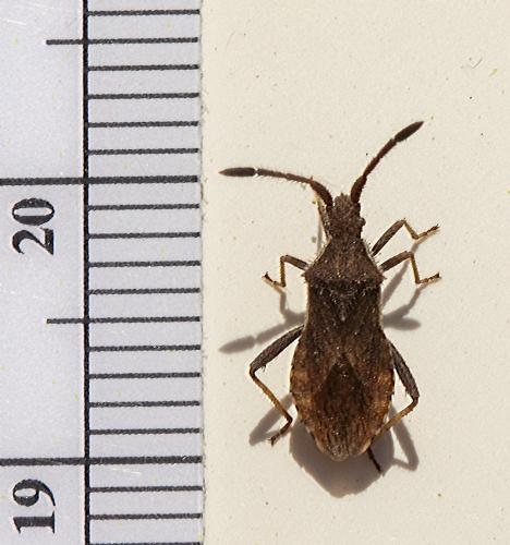 Coriomeris sp.