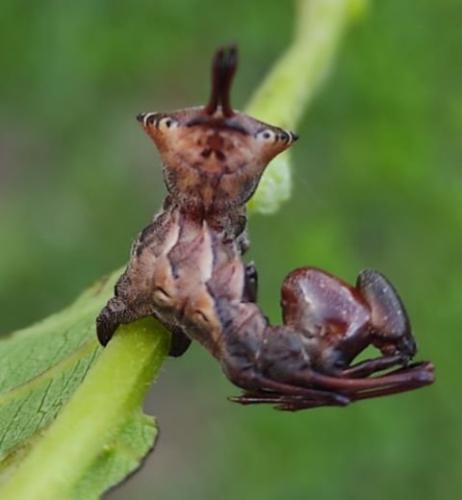 Stauropus fagi