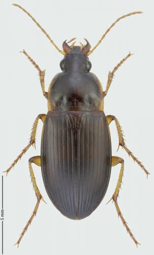 Calathus ambiguus
