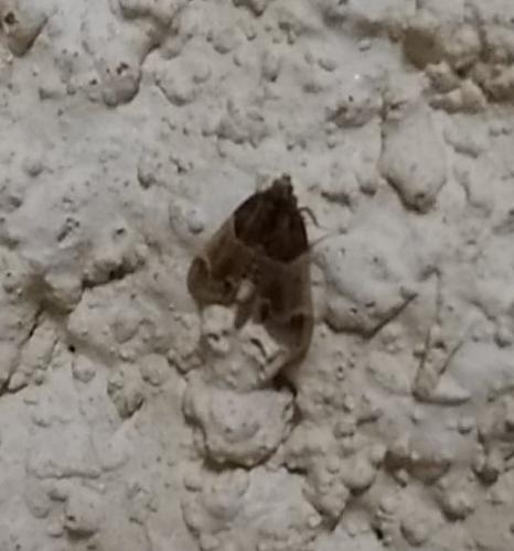 Réf. 284 381 : Pyralis farinalis
