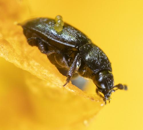 Meligethinae