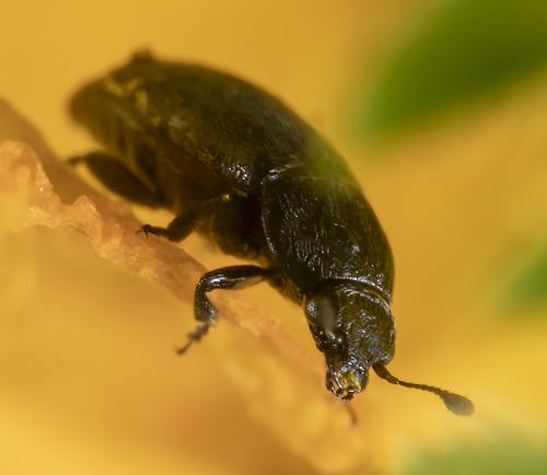 Meligethinae
