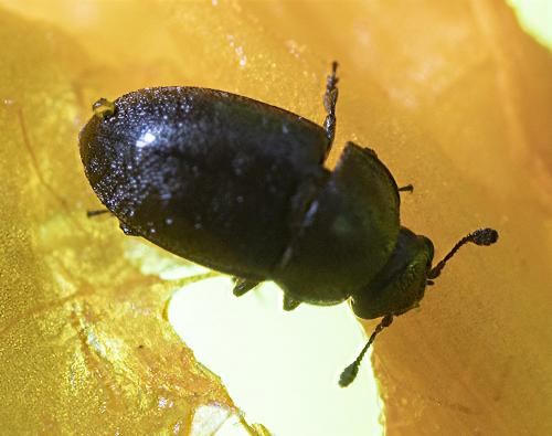 Meligethinae