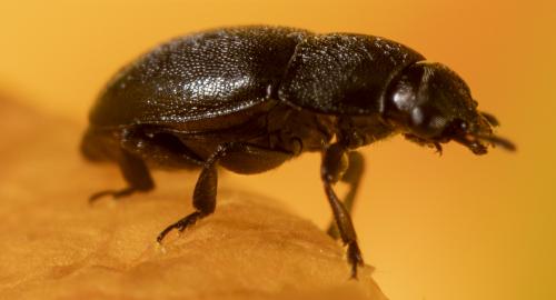 Meligethinae