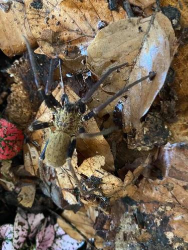 Macroctenus kingsleyi