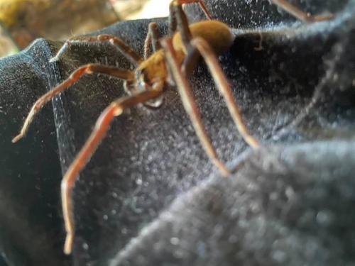 Macroctenus kingsleyi