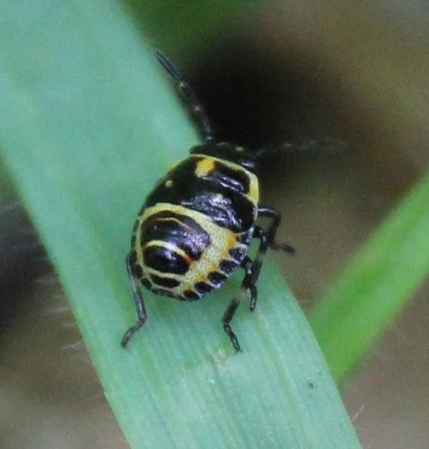 Eurydema sp.