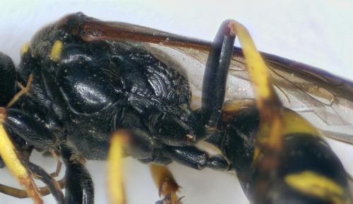 Réf. 284 930 : Gorytes planifrons
