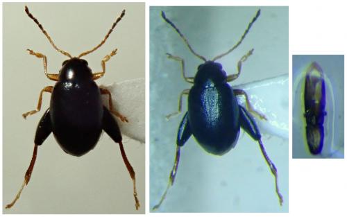 Longitarsus niger