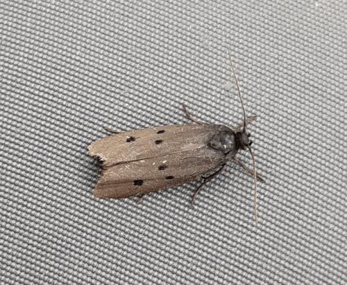 Ethmia chrysopyga