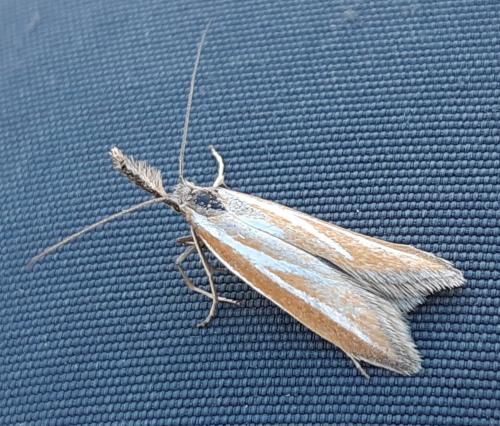 Pleurota honorella