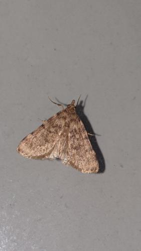 Réf. 284 211 : Aglossa pinguinalis