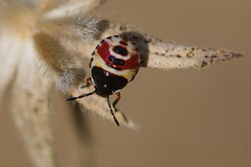 Réf. 284 204 : Carpocoris sp.