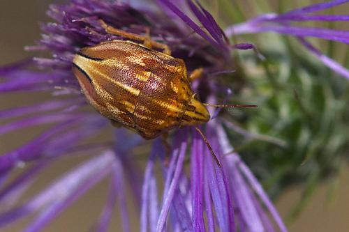 Odontotarsus purpureolineatus