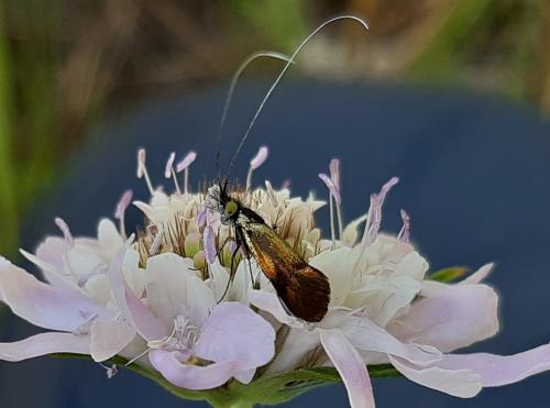 Réf. 284 157 : Nemophora sp.