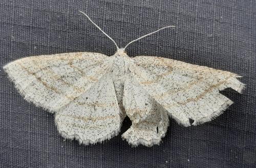 Réf. 284 998 : Perconia strigillaria