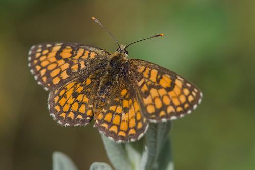 Réf. 284 748 : Melitaea athalia celadussa