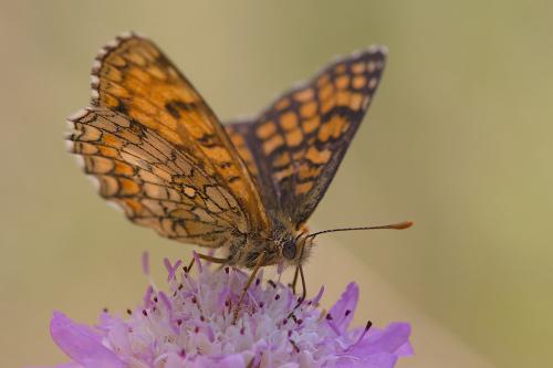 Melitaea athalia celadussa