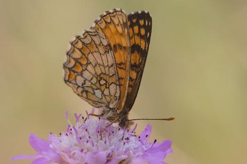 Melitaea athalia celadussa