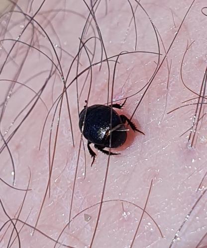 Réf. 284 579 : Saprininae inconnu