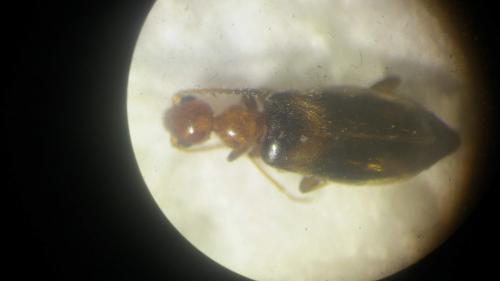 Réf. 284 673 : Microhoria terminata