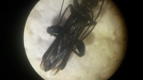 Oedemera sp.
