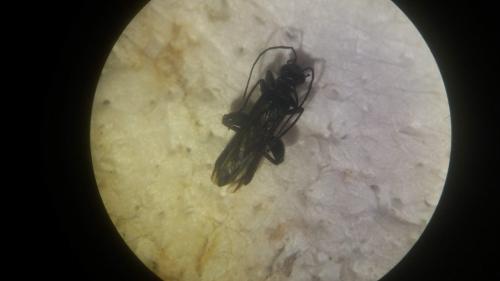 Oedemera sp.