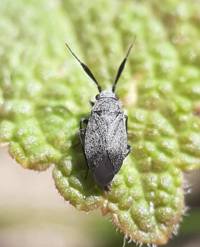 Réf. 284 725 : Heterocordylus genistae