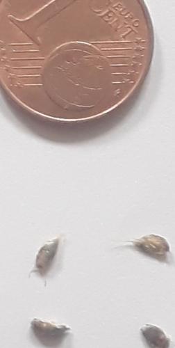 Lepisma saccharina