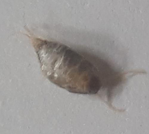 Lepisma saccharina
