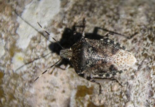 Réf. 284 278 : Rhaphigaster nebulosa