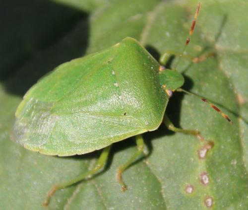 Réf. 284 371 : Nezara viridula