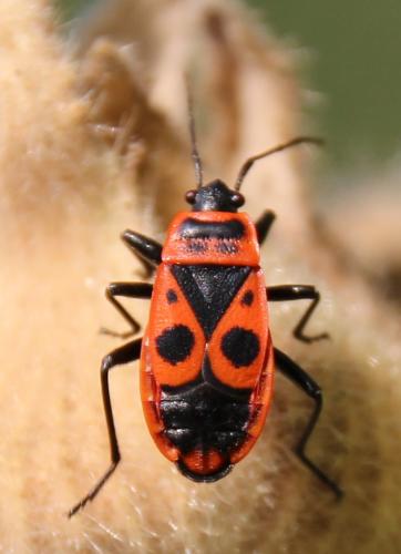 Réf. 284 124 : Pyrrhocoris apterus