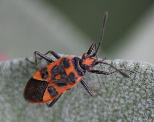 Corizus hyoscyami hyoscyami