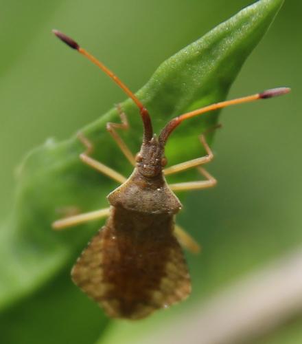 Réf. 284 254 : Syromastus rhombeus