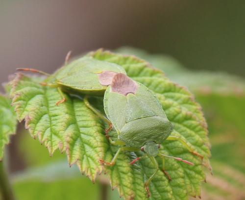 Palomena viridissima