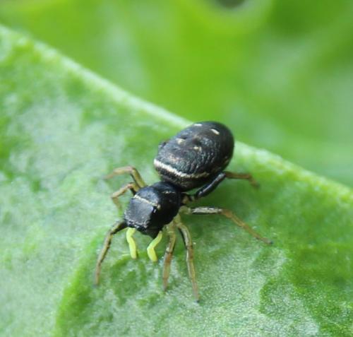 Heliophanus cupreus