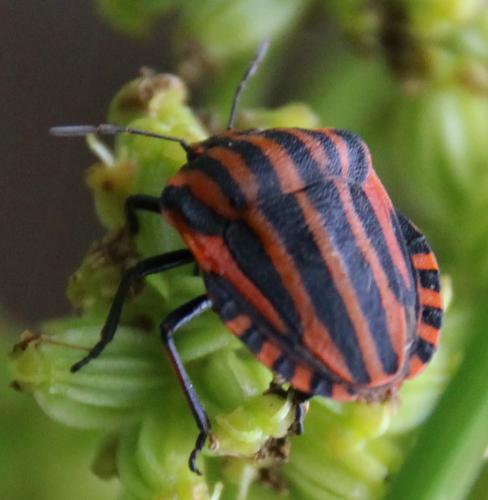 Réf. 284 370 : Graphosoma italicum
