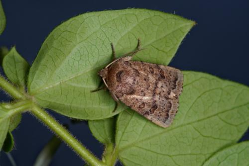 Réf. 284 610 : Hoplodrina sp.