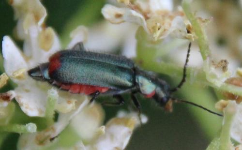 Malachius bipustulatus