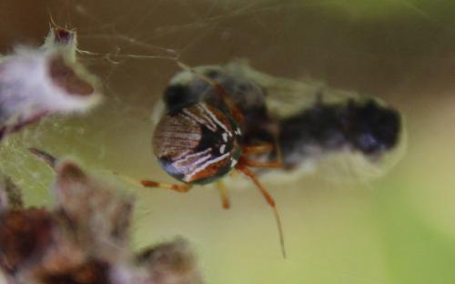 Parasteatoda lunata